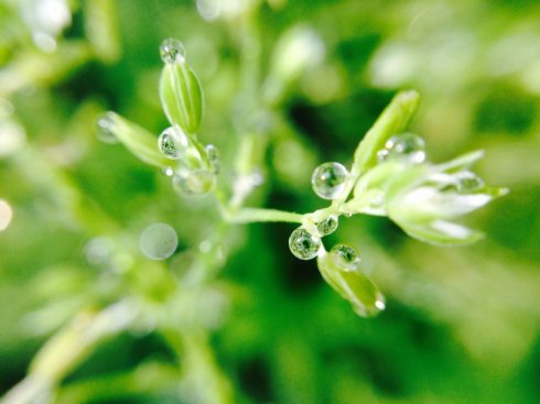 雨水收集